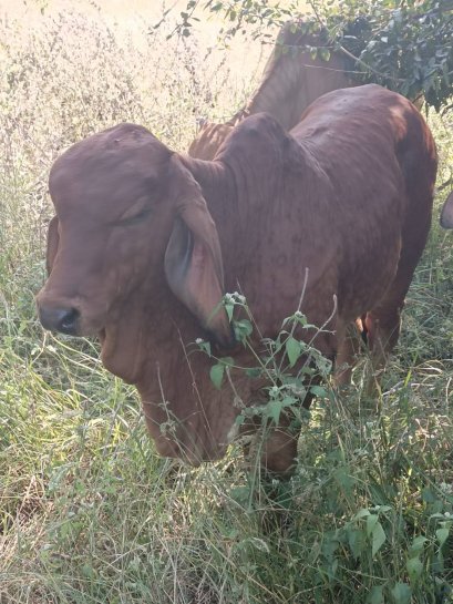 โครงการส่งเสริมและป้องกันโรคระบาดในสัตว์เลี้ยง ประจำปี ๒๕๖๕