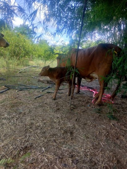 โครงการส่งเสริมการเลี้ยงสัตว์ตามหลักเศรษฐกิจพอเพียง ประจำปี ๒๕๖๕