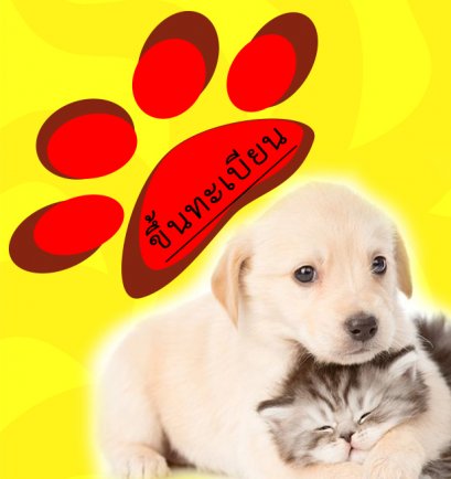 ข้อมูลสุนัขและแมว ตำบลสิงห์