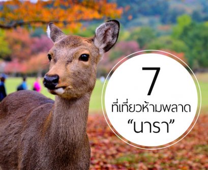เที่ยวญี่ปุ่น 7 ที่เที่ยวห้ามพลาด “นารา”