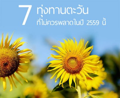7 ทุ่งทานตะวัน ที่ไม่ควรพลาดในปี 2559 นี้