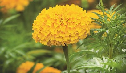 ดาวเรือง