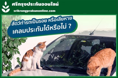 สัตว์ทำรถเป็นรอย หรือเสียหาย เคลมประกันได้หรือไม่ ?