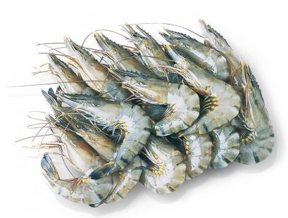 The short sleeves youngster Star