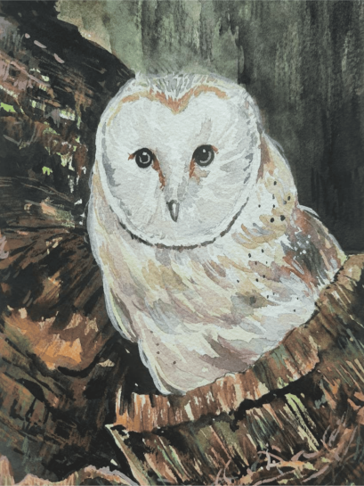 Barn Owl (50 ml.)