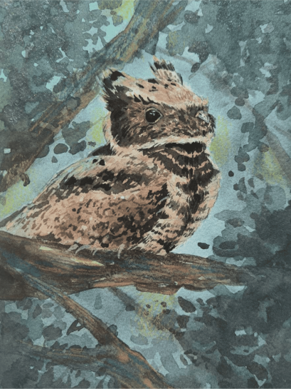 Great-eared Nightjar (50 ml.)