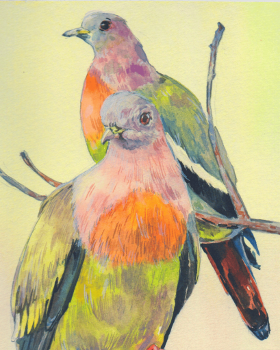 Pink-necked Green Pigeon (50 ml.)