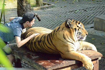 Tiger Kingdom &amp; Mae Rim Area