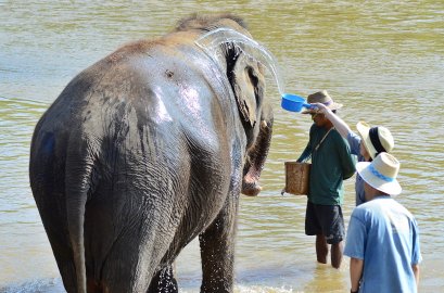 Hug Chang Elephant Chiangmai Half Day
