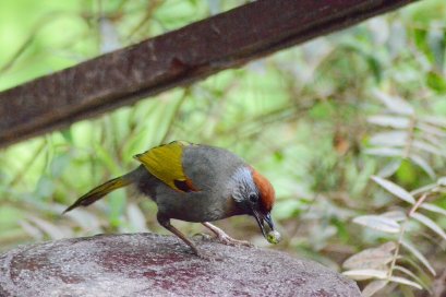 Birding & Hiking Doi Inthanon