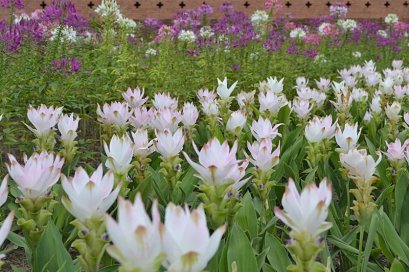 Chiangmai Grand Canyon and Royal Flora Rajapruk