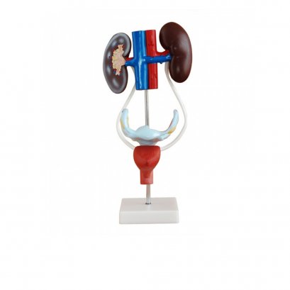 Urinary System Model (obec 61)