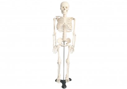 Anatomy Model (obec 61)