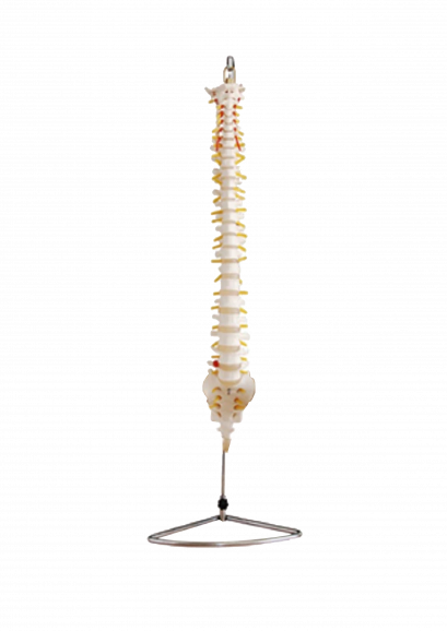 Spinal Cord Model (obec. 61)