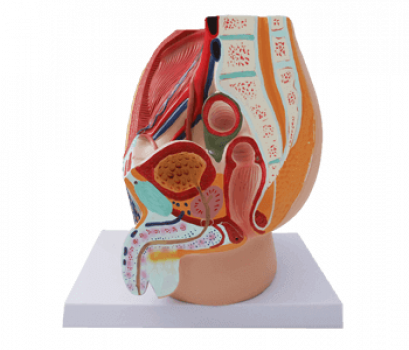 Male Reproductive System Model (obec.61)