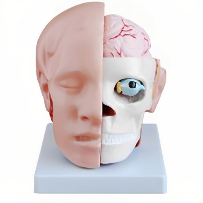 Human Head and Brain Model (obec.61)