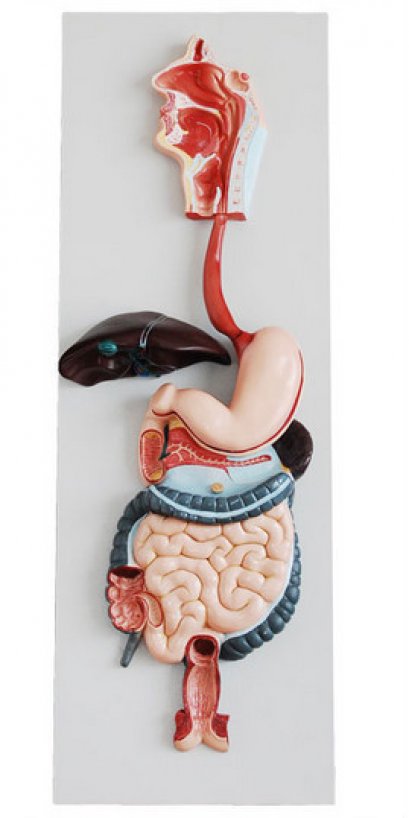Large Digestive System Model (obec.61)