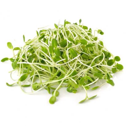 ต้นอ่อนทานตะวัน