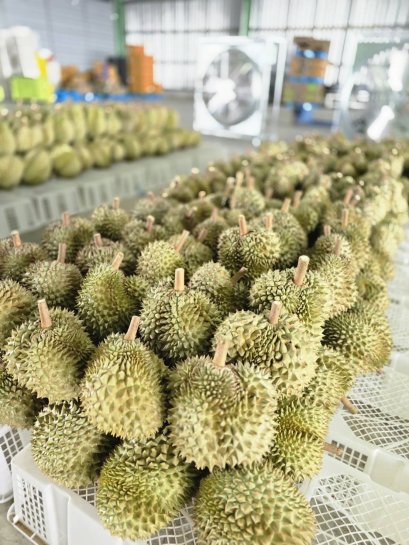 Fresh whole durian price / kg