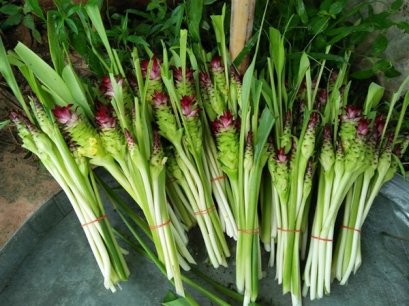 ดอกกระเจียว