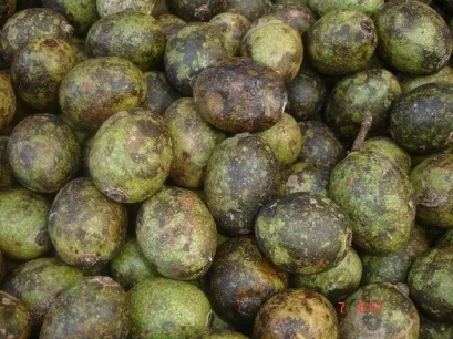 มะกอกป่า Hog plum / 1 kg