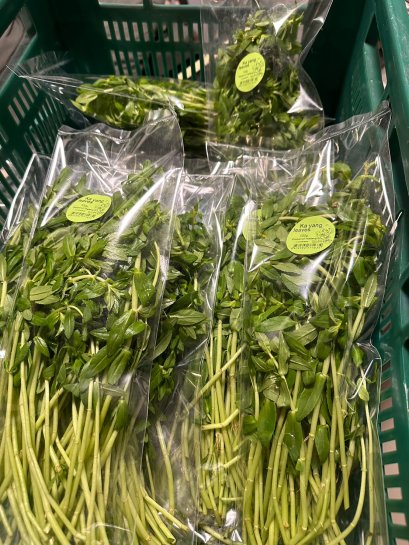 ผักแขยง