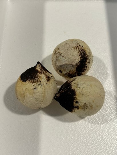 มะพร้าวเผา