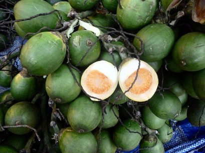 ลูกหมากเคี้ยว