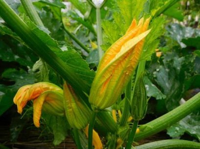 ดอกฟักทอง