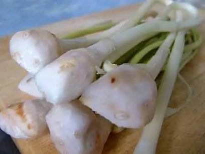 หน่อข่าอ่อน