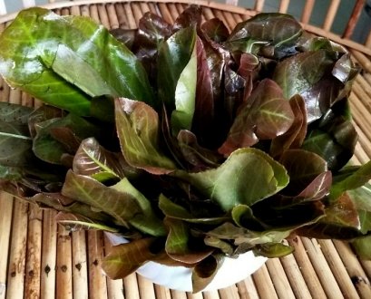 ผักกระโดน