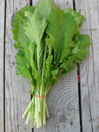 ผักกาดสร้อย