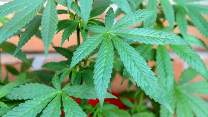 ประกาศราชกิจจาฯ ปลดล็อกแพทย์แผนไทย-แพทย์แผนไทยประยุกต์ใช้ 'กัญชา' รักษาโรค