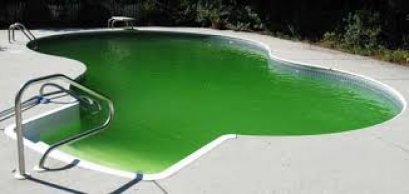 Kill  green Algae Swimming pool