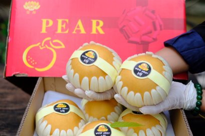 สาลี่หิมะ จีน