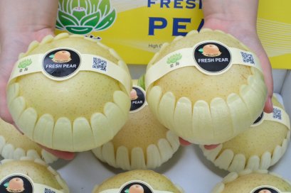 สาลี่ทอง จีน 7 ลูก