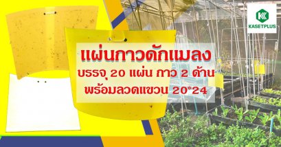 แผ่นกาวดักแมลง