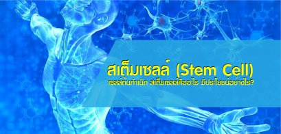 สเต็มเซลล์ (Stem Cell) เซลล์ต้นกำเนิด สเต็มเซลล์คืออะไร มีประโยชน์อย่างไร?