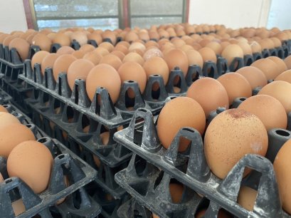 ว้าว  ว้าว  ว้าวว อาหารไก่ไข่ NANO (ด้ายแดง) และ NEO (ด้ายแดง)