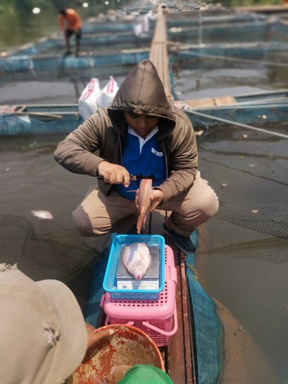 กิจกรรม ​ติดตามการเจริญเติบโต​ ประสิทธิภาพการใช้อาหาร​  มาซู​ 042R