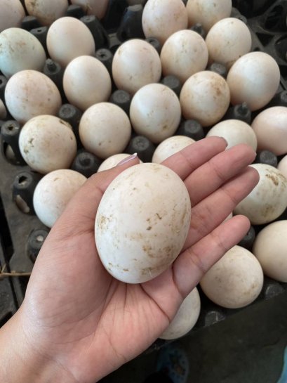   คิดถึงเป็ด ต้องคิดถึง SPM  อาหารเป็ดไข่ NEO และ SPM