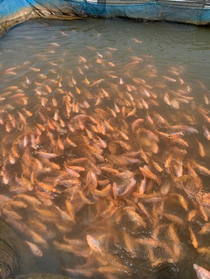 อาหารปลาทับทิม  SPM 042R  โตดี สันหนา น้ำหนักได้