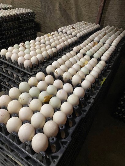 อาหารเป็ด  SUMO DUCK  ไข่ดก ไข่แดง ไข่ใหญ่