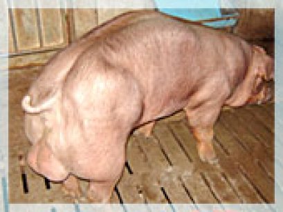 ธุรกิจอาหารสัตว์