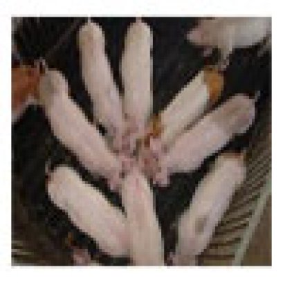 เนื้อสุกรธรรมชาติปลอดสารพิษ ( Green Pork )