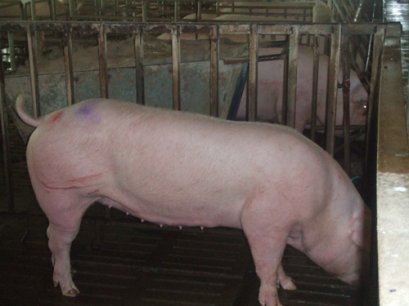 สุกรพันธุ์