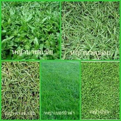 หญ้าปูสนาม  หญ้าสนามกอล์ฟ (Golf course grass)  หญ้าจัดสวน