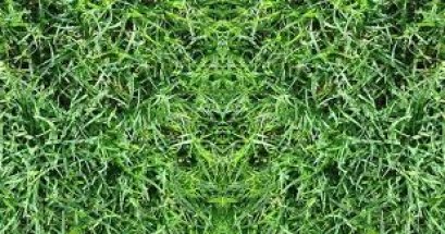 หญ้าญี่ปุ่น