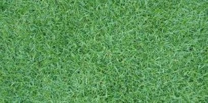 หญ้าเบอร์มิวด้า