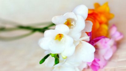 FREESIA ดอกไม้แห่งมิตรภาพและความรักนิรันด์